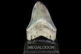 Serrated, Fossil Megalodon Tooth - Gorgeous Tooth #104987-2